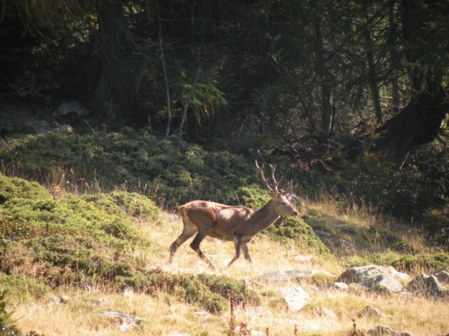 Strategie riproduttive del cervo (Cervus elaphus)